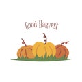 Pumpkins. Inscription good harvest. Vector hand drawn Royalty Free Stock Photo