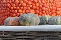 Pumpkins large-fruited marble on a background of orange pumpkins.