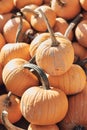 Pumpkins-2019_06 Royalty Free Stock Photo