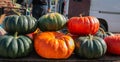 Pumpkins lie on the counter of the agricultural market. Pumpkin ordinary. Green and orange pumpkins.