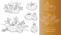 Pumpkins Line Art Illustration, Outline Pumpkin arrangement Hand Drawn Illustration. Coloring Page with Pumpkins Royalty Free Stock Photo