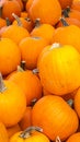Pumpkins, on a market stall Royalty Free Stock Photo