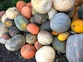 Pumpkins, melons and zucchini are tasty autumn gifts.