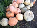 Pumpkins, melons and zucchini are tasty autumn gifts.