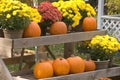 Pumpkins and Mums Royalty Free Stock Photo