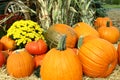Pumpkins, Mums and Cornstalks Royalty Free Stock Photo
