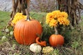 Pumpkins, mums and gourds with cornstalks in the background Royalty Free Stock Photo