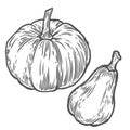 Pumpkins. Natural organic hand drawn vector sketch engraved illustration. Autumn vegetable, berry Isolated on white background