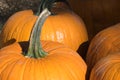 Closeup, pumpkins at Halloween pumpkin patch Royalty Free Stock Photo