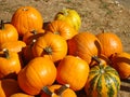 Pumpkins. Orange pumpkin bunch. Decoration for pumpkin festival in september. Kikinda, Serbia, Europe. Royalty Free Stock Photo