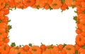 Pumpkins. Orange vegetable pumpkins. Horizontal frame