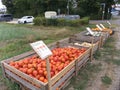 Pumpkins. Orange. White. Yellow. Self-service.