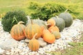 Pumpkins Royalty Free Stock Photo