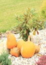 Pumpkins Royalty Free Stock Photo