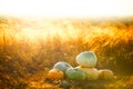 Pumpkins outdoor. Pumpkin on dry autumn yellow grass over sunset or sunrise. Sunbeam Royalty Free Stock Photo