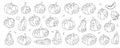 Pumpkins outline set. Autumn pumpkins. Autumn halloween vegetables. Vector illustration.