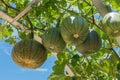 Pumpkins on an overhead arbor Royalty Free Stock Photo