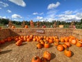 Pumpkins in the field during harvest time in fall. Halloween preparation