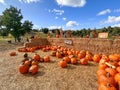 Pumpkins in the field during harvest time in fall. Halloween preparation