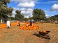 Pumpkins in the field during harvest time in fall. Halloween preparation