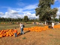 Pumpkins in the field during harvest time in fall. Halloween preparation