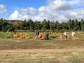 Pumpkins in the field during harvest time in fall. Halloween preparation