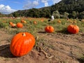 Pumpkins in the field during harvest time in fall. Halloween preparation