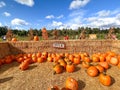 Pumpkins in the field during harvest time in fall. Halloween preparation