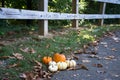 Pumpkins Patch Royalty Free Stock Photo