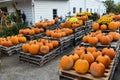 Pumpking picking for Halloween