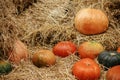 Pumpkins pile on hay stacks in city street, festive holiday rustic decor. Halloween festive decoration outdoor. Happy halloween. Royalty Free Stock Photo