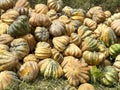 Pumpkins or A pile of pumpkins, selective focus on subject, west Bengal, India.