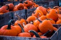 Pumpkins piled up in crates at an orchard