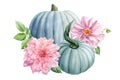 Pumpkins and pink flowers on a white isolated background, autumn harvest, watercolor drawings. Happy Thanksgiving