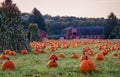 Pumpkins placed for picking near red barn in early morning dew grass Royalty Free Stock Photo