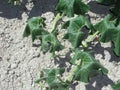 Drought in a field of pumpkins