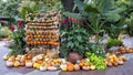 Pumpkins, plants and trees at the Dallas Arboretum in Texas.