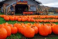 Pumpkins are plentiful at a roadside farm in autumn