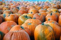 Pumpkins a'plenty Royalty Free Stock Photo