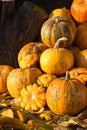 Pumpkins in pumpkin patch Royalty Free Stock Photo