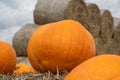 Pumpkins on a pumpkin patch field farm, with hay bales in background.