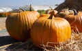 Pumpkins on a pumpkin patch field farm.