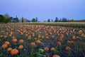 Pumpkins in the pumpkin patch after sunset