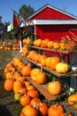 Pumpkins, pumpkins! Portland Oregon. Royalty Free Stock Photo