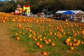 Pumpkins are ready for the picking at a farm