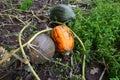 pumpkins ripening in the field. pumpkin plants ripe for harvesting. decorative giant pumpkins Royalty Free Stock Photo