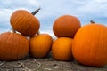 Pumpkins in a row and stacked on top of each other on the field with cloudy sky Royalty Free Stock Photo
