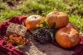 Pumpkins and rowan. Orange pumpkins on autumn background Royalty Free Stock Photo