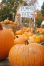 Pumpkins for Sale