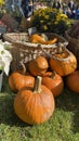 Pumpkins Royalty Free Stock Photo